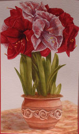 Amaryllis - Watercolor