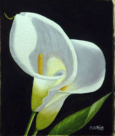 Calla Lily - Oil