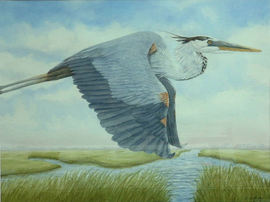 Great Blue In Flight - Watercolor