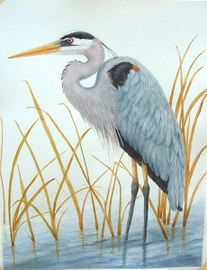 Great Blue - Watercolor